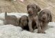 Weimaraner Puppies for sale in Fontana, CA 92336, USA. price: NA