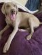 Weimaraner Puppies for sale in Lake Elsinore, CA, USA. price: NA