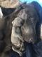 Weimaraner Puppies for sale in Mt Morris, MI 48458, USA. price: $850