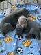Weimaraner Puppies for sale in Sharpsburg, IL 62568, USA. price: $100,000