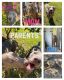 Weimaraner Puppies for sale in Gulfport, MS, USA. price: NA