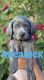 Weimaraner Puppies for sale in Sahuarita, AZ, USA. price: $1,200