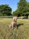Weimaraner Puppies for sale in Bowie, MD 20720, USA. price: $500