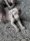 Weimaraner Puppies for sale in Rocky Mount, VA 24151, USA. price: $150