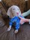 Weimaraner Puppies for sale in Banning, CA, USA. price: NA