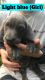 Weimaraner Puppies for sale in Mt Morris, MI 48458, USA. price: NA