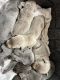 Weimaraner Puppies for sale in Corbin, KY 40701, USA. price: NA