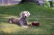 Weimaraner Puppies for sale in South Bend, IN, USA. price: $500