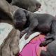 Weimaraner Puppies for sale in Crandall, TX 75114, USA. price: NA