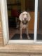 Weimaraner Puppies for sale in Milton, ON, Canada. price: $800