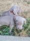 Weimaraner Puppies for sale in Roy, WA 98580, USA. price: $1,500