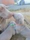 Weimaraner Puppies for sale in Pierce County, WA, USA. price: $1,500