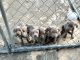 Weimaraner Puppies for sale in Cordele, GA 31015, USA. price: $600