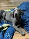 Weimaraner Puppies for sale in Cushing, TX 75760, USA. price: $500