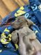 Weimaraner Puppies for sale in Cushing, TX 75760, USA. price: $500
