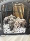 Weimaraner Puppies for sale in Spartanburg, SC, USA. price: $1,400