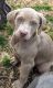 Weimaraner Puppies for sale in Blue Ridge, Virginia. price: $500