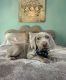 Weimaraner Puppies for sale in Magee, Mississippi. price: $750