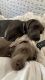 Weimaraner Puppies for sale in Myrtle Beach, SC, USA. price: $500