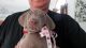 Weimaraner Puppies for sale in Youngstown, OH, USA. price: NA