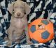Weimaraner Puppies for sale in New Orleans, LA, USA. price: $400