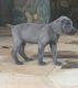 Weimaraner Puppies for sale in East Los Angeles, CA, USA. price: NA