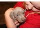 Weimaraner Puppies for sale in Raleigh, NC, USA. price: $500