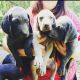 Weimaraner Puppies for sale in Little Rock, AR, USA. price: $800