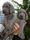 Weimaraner Puppies for sale in Virginia Beach, VA, USA. price: $500