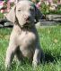 Weimaraner Puppies for sale in Brownton, MN 55312, USA. price: $800