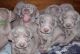 Weimaraner Puppies for sale in Oklahoma City, OK, USA. price: $400