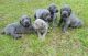 Weimaraner Puppies for sale in Frankfort, KY 40601, USA. price: NA