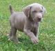 Weimaraner Puppies for sale in Beaver Creek, CO 81620, USA. price: $600
