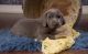 Weimaraner Puppies for sale in Bakersfield, CA, USA. price: NA