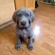 Weimaraner Puppies for sale in Chattanooga, TN, USA. price: NA