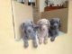 Weimaraner Puppies for sale in Mariehamn, Åland Islands. price: 300 EUR