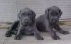 Weimaraner Puppies for sale in East Lansing, MI, USA. price: $500