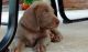 Weimaraner Puppies for sale in Alma Center, WI 54611, USA. price: NA