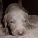 Weimaraner Puppies for sale in Fontana, CA, USA. price: NA