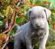 Weimaraner Puppies for sale in Lingle, WY 82223, USA. price: NA