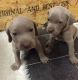 Weimaraner Puppies for sale in Rochester, NY, USA. price: NA