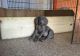 Weimaraner Puppies for sale in East Los Angeles, CA, USA. price: NA