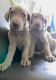 Weimaraner Puppies for sale in Baywood-Los Osos, CA 93402, USA. price: NA