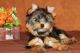 Weimaraner Puppies for sale in 900113 E 9th St, Anniston, AL 36201, USA. price: $500