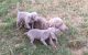 Weimaraner Puppies for sale in Massachusetts Ave, Boston, MA, USA. price: NA