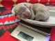 Weimaraner Puppies for sale in NJ-38, Cherry Hill, NJ 08002, USA. price: NA