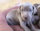 Weimaraner Puppies for sale in AR-98, Emerson, AR 71740, USA. price: NA