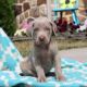 Weimaraner Puppies for sale in Alberta Ave, Staten Island, NY 10314, USA. price: NA