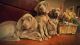 Weimaraner Puppies for sale in Harleton, TX 75651, USA. price: NA
