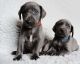 Weimaraner Puppies for sale in Eustis, FL, USA. price: NA